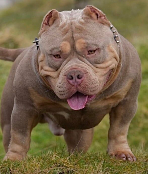 Last 2 remaining top quality pocket bullies for sale in Gravesend, Kent