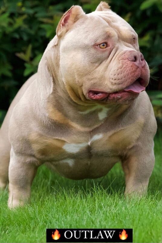 Last 2 remaining top quality pocket bullies for sale in Gravesend, Kent | Image 2
