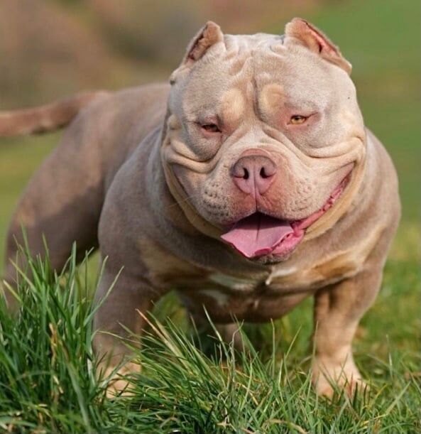 Last 2 remaining top quality pocket bullies for sale in Gravesend, Kent | Image 3