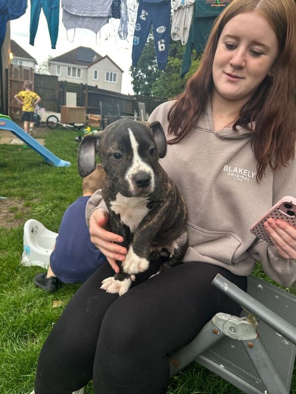 Last male left ready now stunning American bulldog