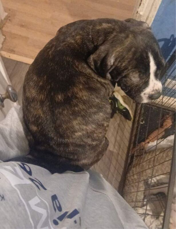 Last male left ready now stunning American bulldog - Image 2 of 4