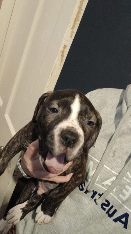 Last male left ready now stunning American bulldog - Image 3 of 4