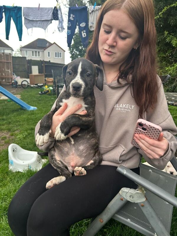 Last male left ready now stunning American bulldog - Image 4 of 4