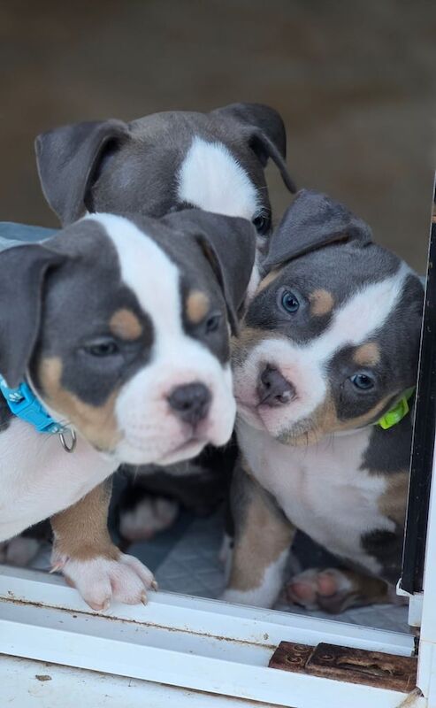 American Bulldog puppies for sale in Exeter, Devon – 8 weeks old