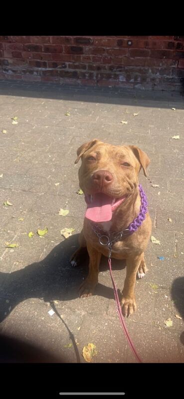 Looking for a new home for my girl American bully for sale in Middlesbrough, North Yorkshire