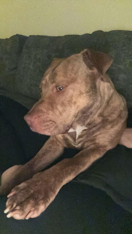 Looking for a new home for my girl American bully for sale in Middlesbrough, North Yorkshire | Image 2