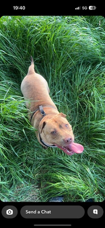 Looking for a new home for my girl American bully for sale in Middlesbrough, North Yorkshire | Image 3