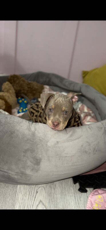 American Bulldog puppies for sale in Northern Moor, Greater Manchester – KC registered, 11 weeks old