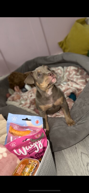 American Bulldog puppies for sale in Northern Moor, Greater Manchester – KC registered, 11 weeks old - Image 2 of 3