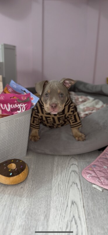 American Bulldog puppies for sale in Northern Moor, Greater Manchester – KC registered, 11 weeks old - Image 3 of 3