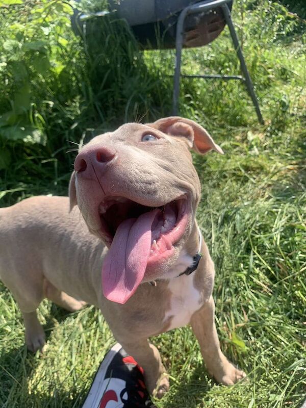 American Bulldog Puppies For Sale Under £1,000