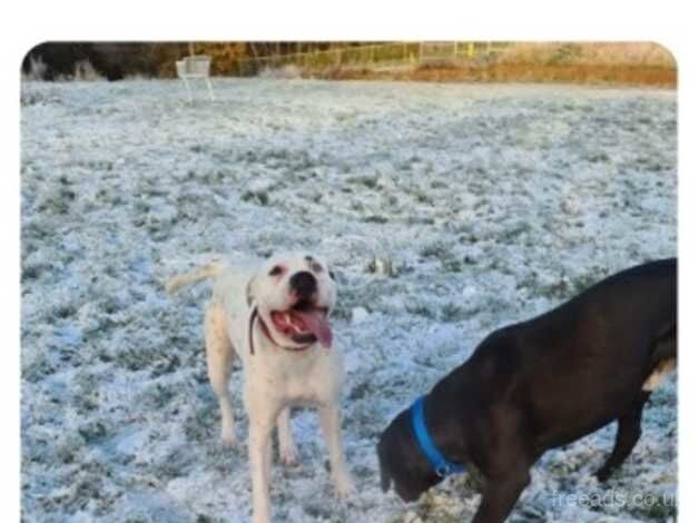 American Bulldog puppies for sale in Newcastle upon Tyne, Tyne and Wear – 3 years old - Image 1 of 5