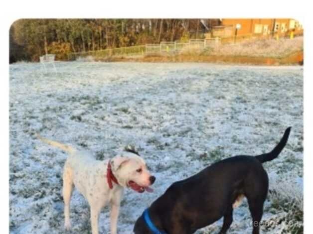 American Bulldog puppies for sale in Newcastle upon Tyne, Tyne and Wear – 3 years old - Image 2 of 5