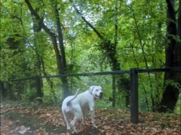 American Bulldog puppies for sale in Newcastle upon Tyne, Tyne and Wear – 3 years old - Image 3 of 5