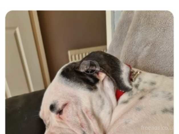 American Bulldog puppies for sale in Newcastle upon Tyne, Tyne and Wear – 3 years old - Image 4 of 5