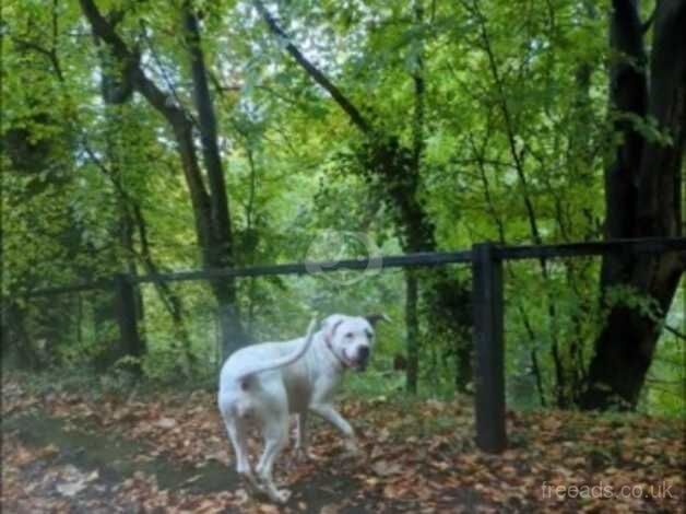 American Bulldog puppies for sale in Newcastle upon Tyne, Tyne and Wear – 3 years old - Image 5 of 5