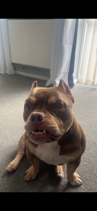 Loving home for kola