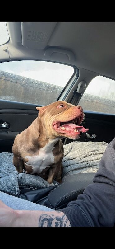 Loving home for kola - Image 2 of 4