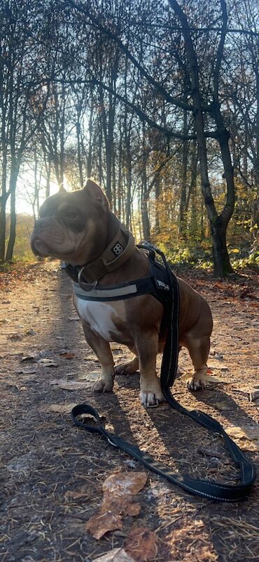 Loving home for kola - Image 3 of 4