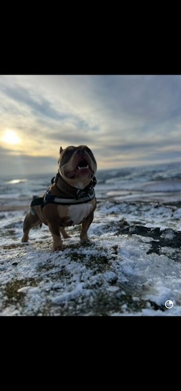 Loving home for kola - Image 4 of 4