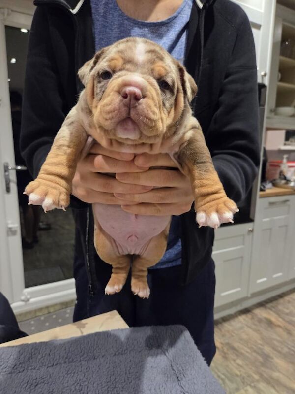American Bulldog puppies for sale in Halifax, West Yorkshire – KC registered, 7 weeks old - Image 2 of 5