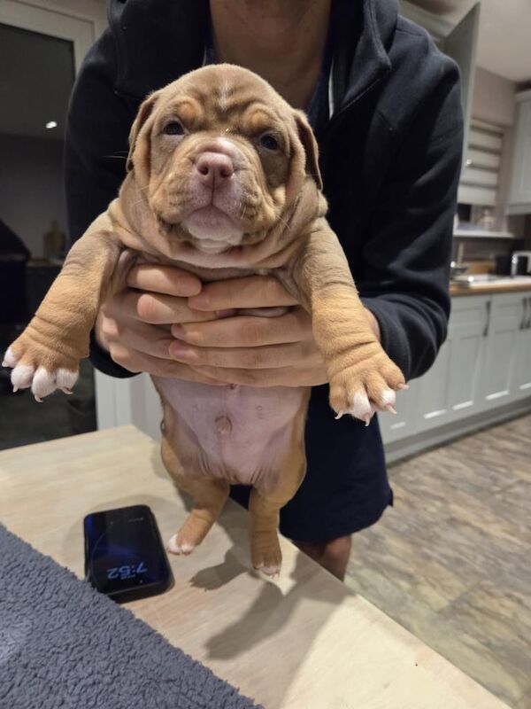 American Bulldog puppies for sale in Halifax, West Yorkshire – KC registered, 7 weeks old - Image 3 of 5
