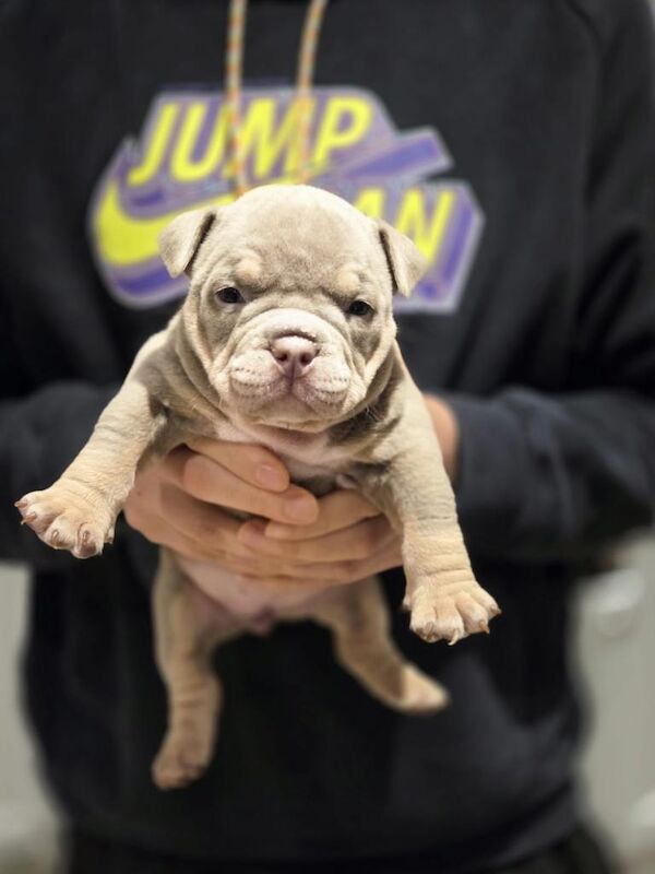 American Bulldog puppies for sale in Halifax, West Yorkshire – KC registered, 7 weeks old - Image 4 of 5