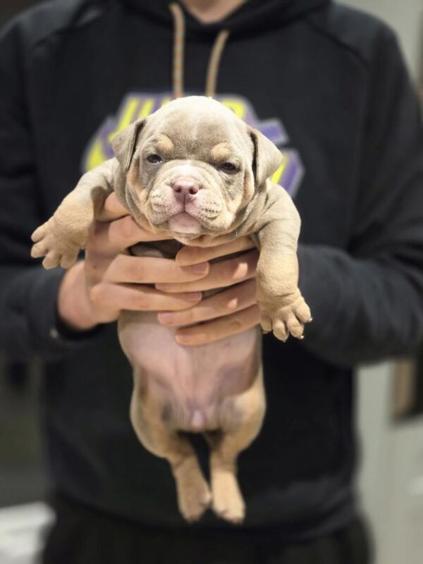American Bulldog puppies for sale in Halifax, West Yorkshire – KC registered, 7 weeks old - Image 5 of 5