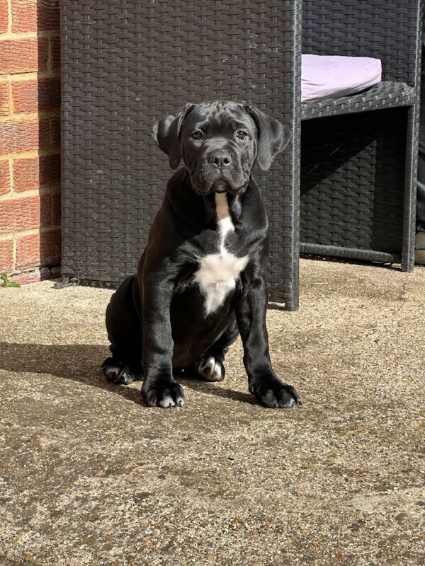 Mabel - Image 2 of 5