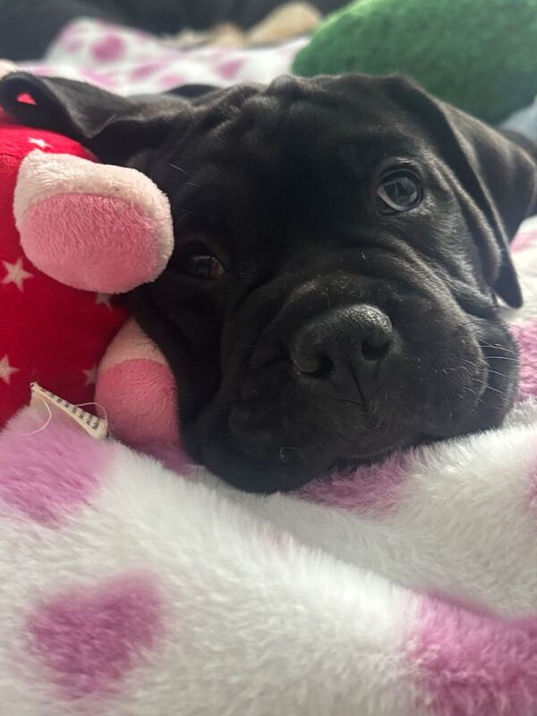 Mabel - Image 3 of 5