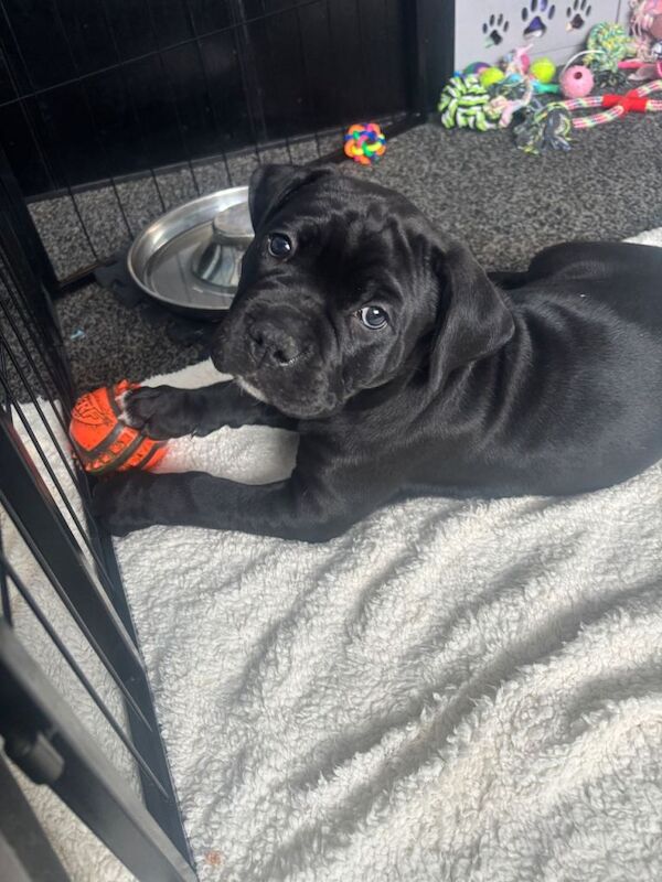 Mabel - Image 4 of 5