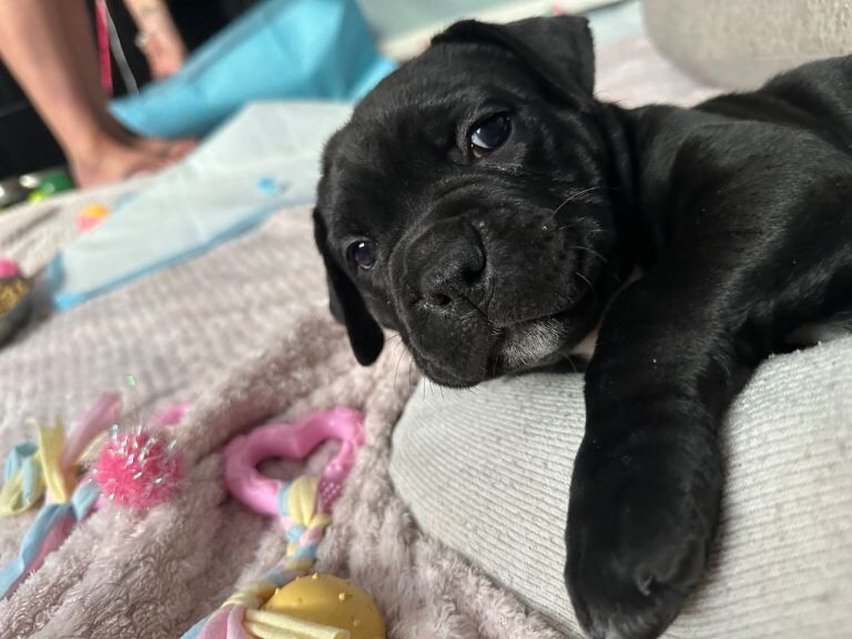 Mabel - Image 5 of 5