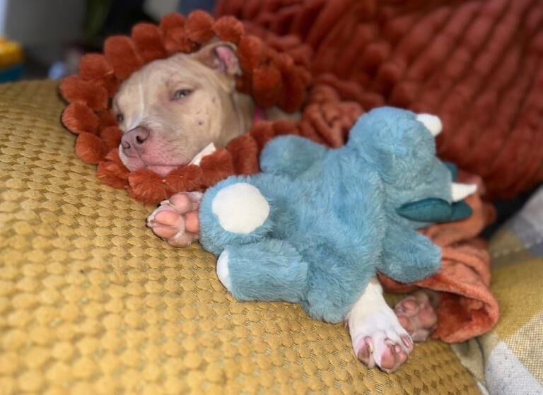 American Bulldog Puppies For Sale Under £1,000