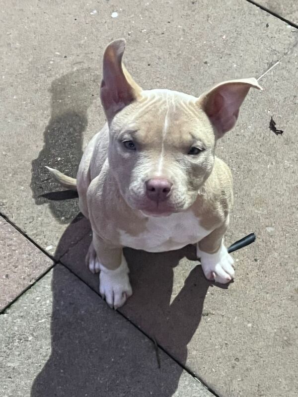 Maggie(pocket bully) - Image 2 of 4