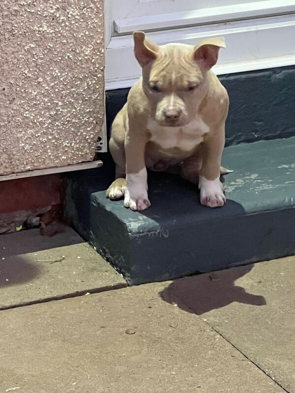 Maggie(pocket bully) - Image 3 of 4