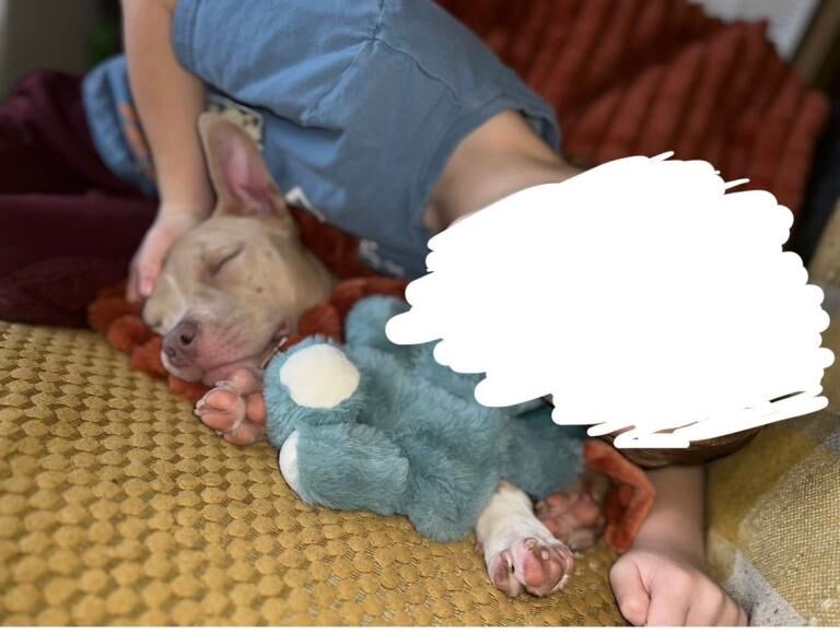 Maggie(pocket bully) - Image 4 of 4