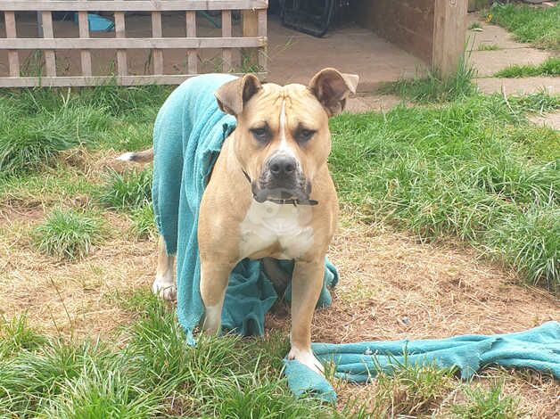 American Bulldog puppies for sale in Telford, Shropshire – 2 years old - Image 2 of 5