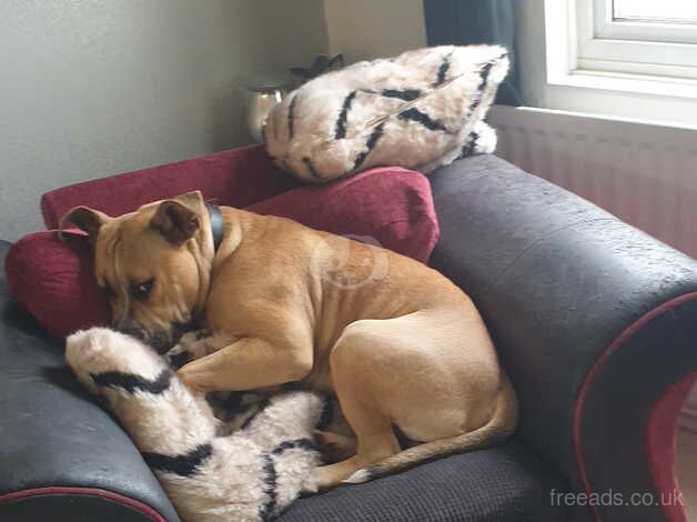 American Bulldog puppies for sale in Telford, Shropshire – 2 years old - Image 3 of 5