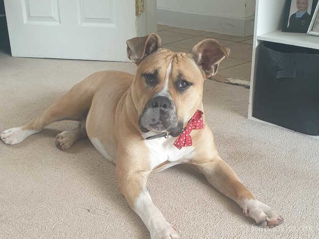 American Bulldog puppies for sale in Telford, Shropshire – 2 years old - Image 4 of 5