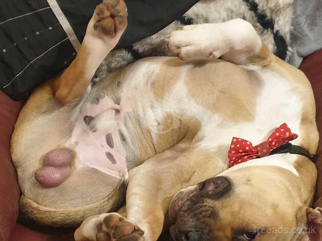 American Bulldog puppies for sale in Telford, Shropshire – 2 years old - Image 5 of 5