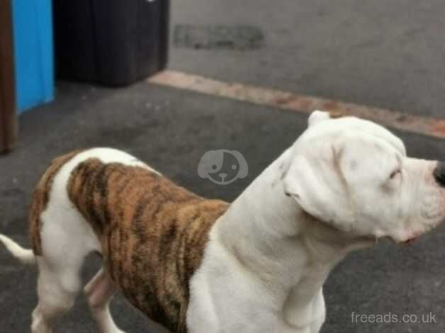 American Bulldog puppies for sale in Sheffield, South Yorkshire – 7 years old - Image 2 of 5