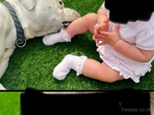 American Bulldog puppies for sale in Sheffield, South Yorkshire – 7 years old - Image 5 of 5