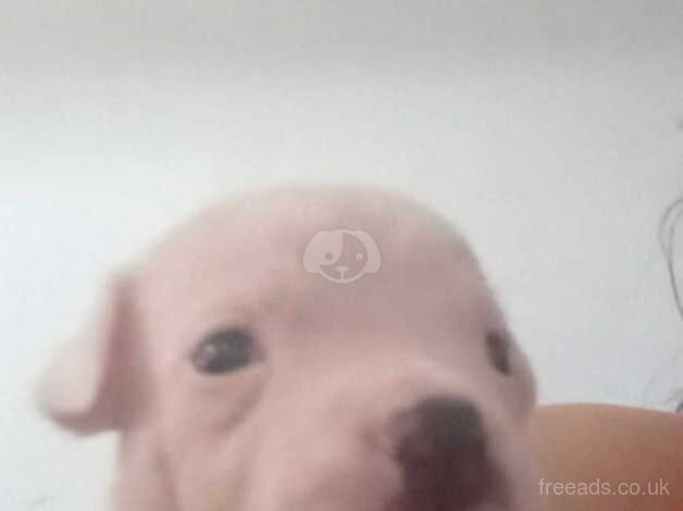 American Bulldog puppies for sale in Mexborough, South Yorkshire – 1 year old - Image 3 of 5