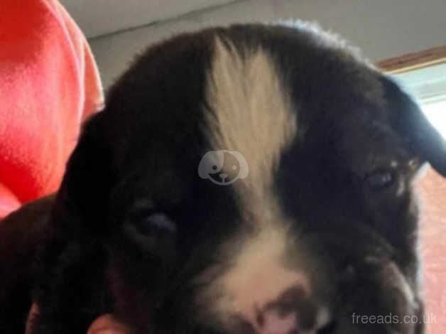 American Bulldog puppies for sale in Mexborough, South Yorkshire – 1 year old - Image 4 of 5