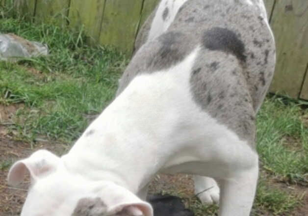 American Bulldog puppies for sale in Newcastle upon Tyne, Tyne and Wear – 1 year old - Image 2 of 3