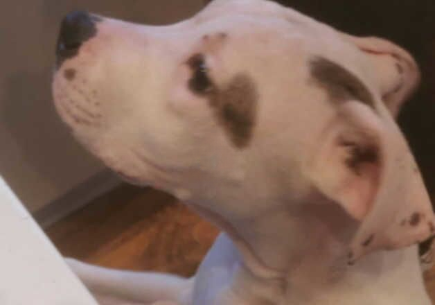 American Bulldog puppies for sale in Newcastle upon Tyne, Tyne and Wear – 1 year old - Image 3 of 3