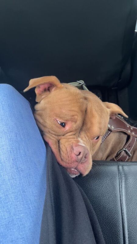 American Bulldog puppies for sale in Shrewsbury, Shropshire – 1 year old - Image 2 of 3