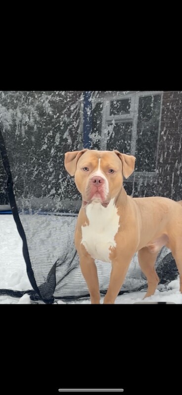 Kennel Club Registered American Bulldog Puppies For Sale