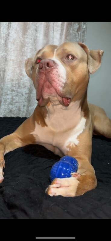 American Bulldog puppies for sale in Wetherby, West Yorkshire – KC registered, 3 years old - Image 3 of 3