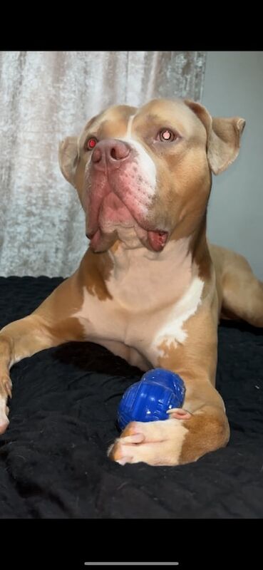 American Bulldog puppies for sale in Horsforth, West Yorkshire – 2 years old - Image 2 of 3